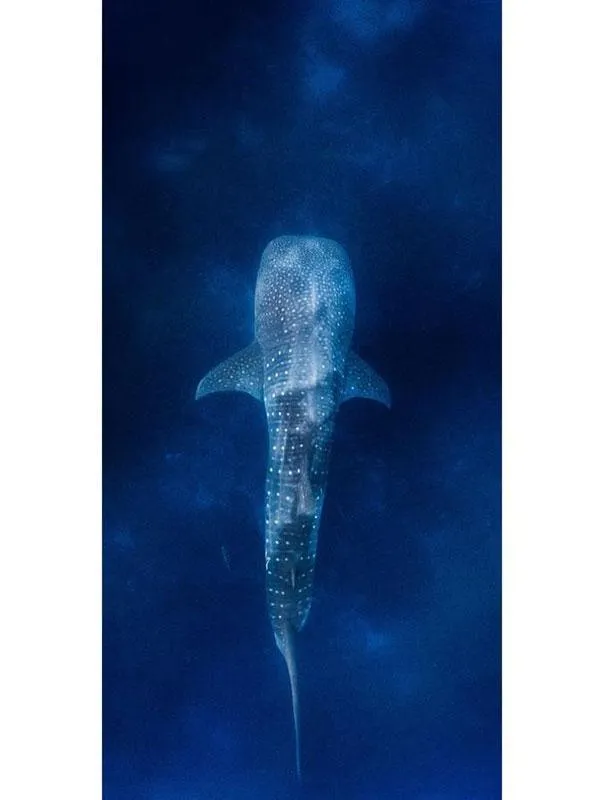 Destination Towels - Whale Shark
